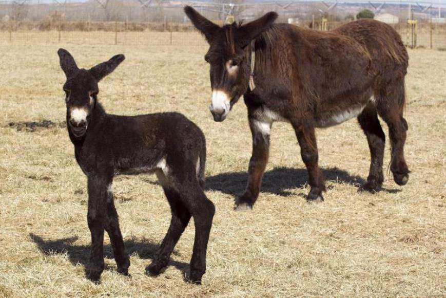 FOTOGRAFÍA. ESPAÑA, 09.12.2020. Vista de dos burros —también conocido como asno, jumento, borrico o pollino— es un animal doméstico de la familia de los équidos.Efe