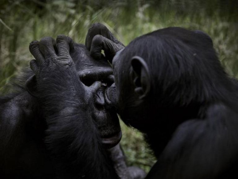 Los chimpancés como los humanos se unen ante las amenazas de otros grupos