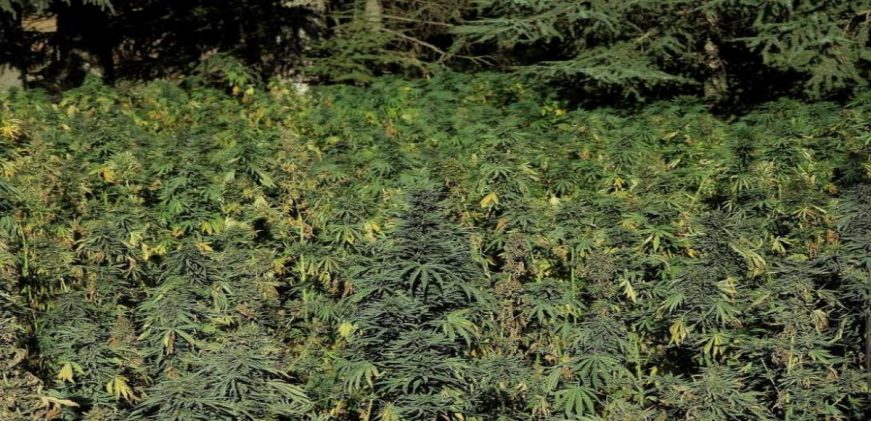 FOTOGRAFÍA. NORTE DE MARRUECOS (MARRUECOS), 25.02.2021. Vista de un campo de cultivo de cannabis al norte de Marruecos. Efe