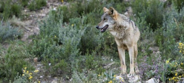 El Lobo Ibérico, incluido en el (Lespre), que abre el camino para la prohibición de su caza 