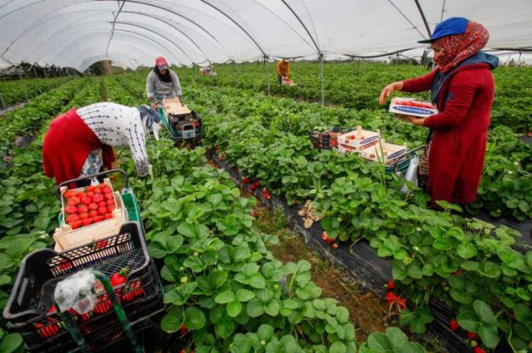 VOX insta a regular la situación agrícola para evitar la competencia desleal y la mano de obra extranjera