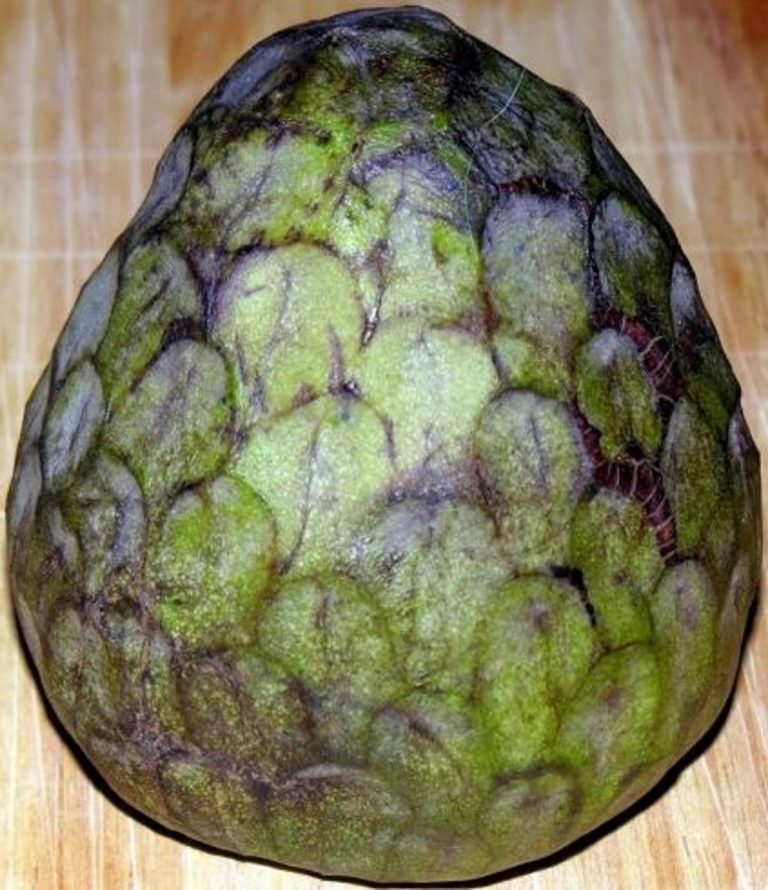 Más de 2 millones de kilos de chirimoya se esperan recoger en la Costa Tropical granadina en la segunda cosecha del año