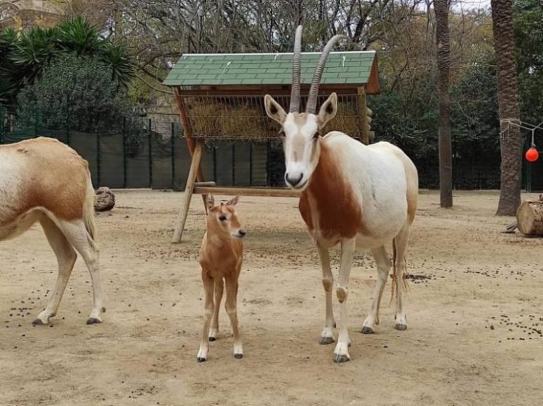 Nace «Tumbuctú» en el Zoo de Barcelona, la cría de «oryx» que es una especie de antílope totalmente extinguida en su hábitat natural