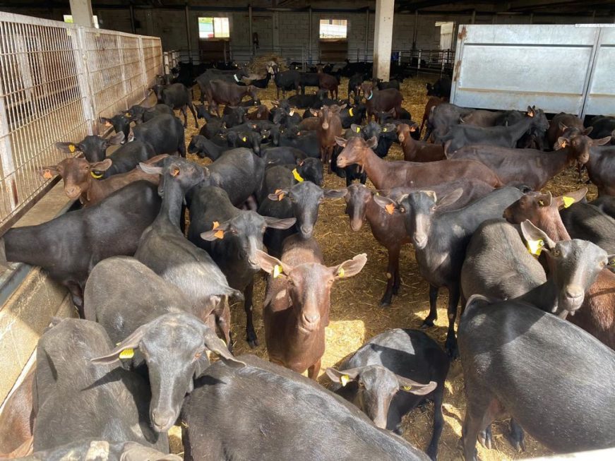 FOTOGRAFÍA. ANDALUCÍA (ESPAÑA), 31.03.2021. Tras reunirse con varios actores del sector agroganadero en Almería, el diputado almeriense de VOX. Ñ pueblo (1)
