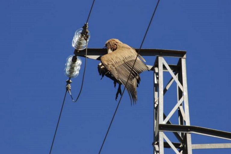 Fiscalía se querella contra Endesa por las aves muertas en líneas eléctricas