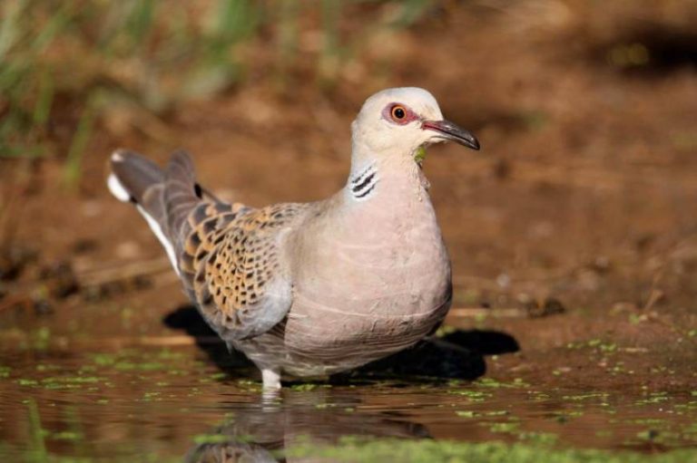 Exigen Plan de acción la recuperación de la tórtola europea e incluirla en el Catálogo Español de Especies Amenazadas