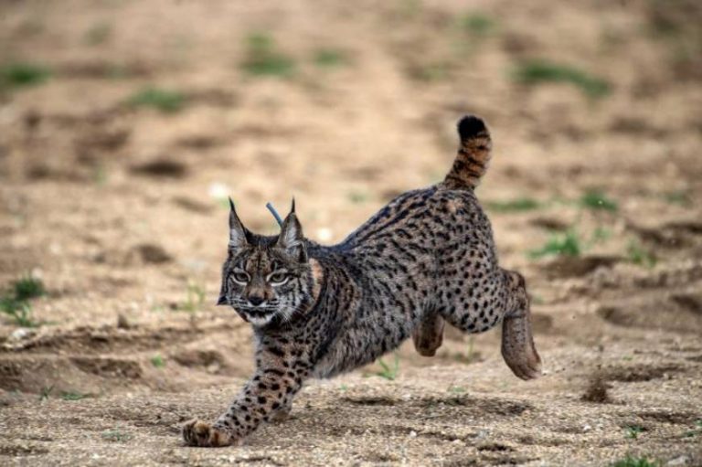 Muere atropellado un ejemplar de lince ibérico perteneciente a la población Doñana-Aljarafe