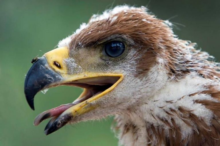 El águila imperial ibérica «reina» en Andalucía, un hábitat idóneo para su cría y conservación