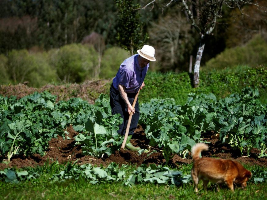 FOTOGRAFÍA. IRIJOA (LA CORUÑA) ESPAÑA, MAYO DE 2021. Un agricultor atiende la huerta que tiene en Irijoa (La Coruña) Galicia. Efe