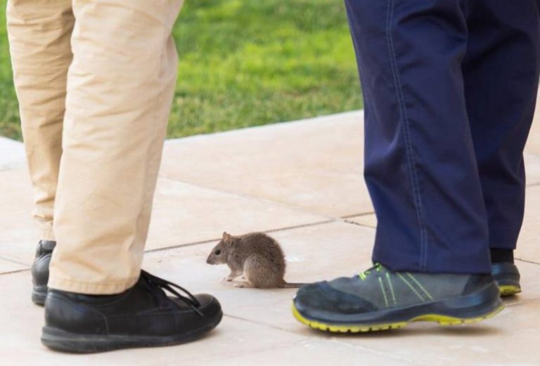 Una rata aparece bajo escaños de la bancada de VOX y Cs en el Parlamento de Andalucía