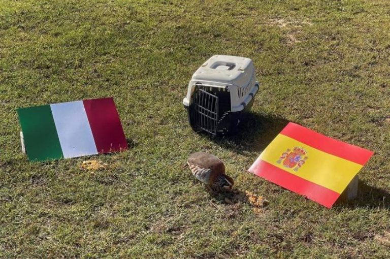 España ganará a Italia y jugará la final de la Eurocopa 2020, según «Tako» (una perdiz roja)