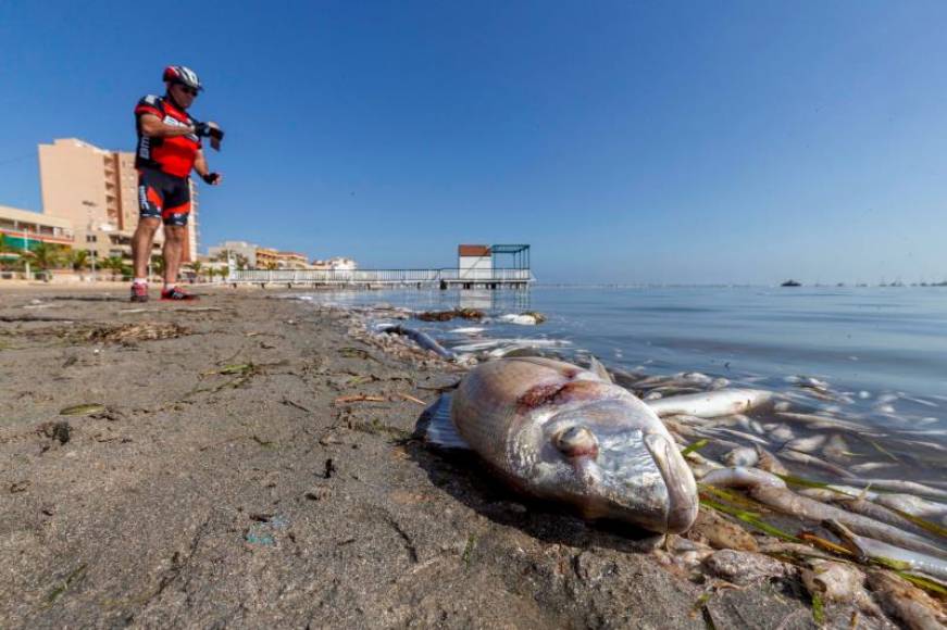 FOTOGRAFÍA. MURCIA (ESPAÑA), 27.08.2021. Peces muertos en una playa del Mar Menor. Efe