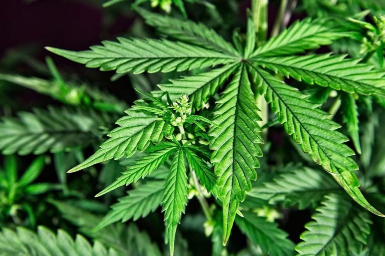 Ayuso afea a la ultraizquierda Más Madrid que frivolice con regular la marihuana