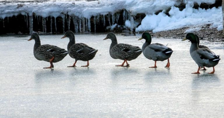 Mañana 12 de enero en España: Heladas en Pirineos y sistema Ibérico y viento fuerte en el Estrecho