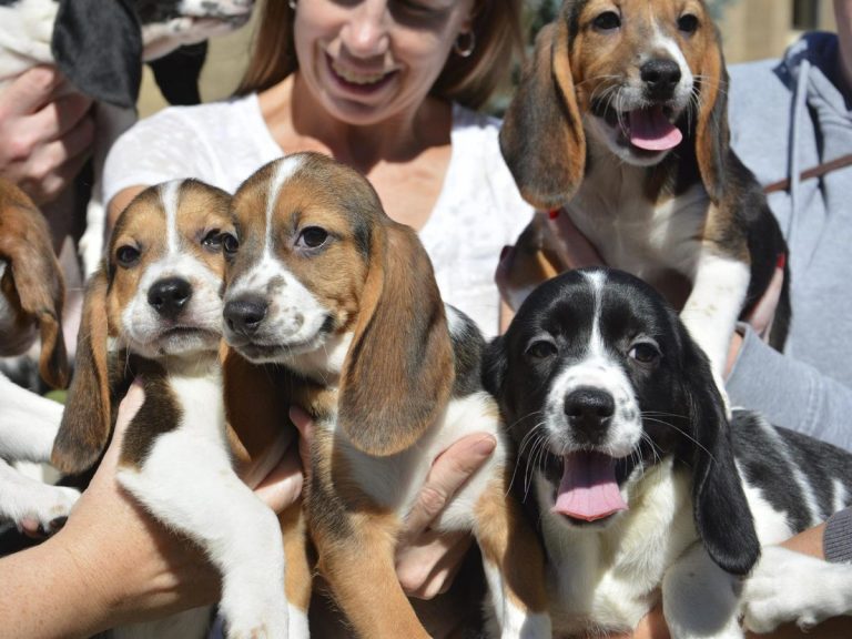 PACM exige la puesta en libertad de los cachorros de raza beagle y suspensión de experimentos en la Universidad de Barcelona