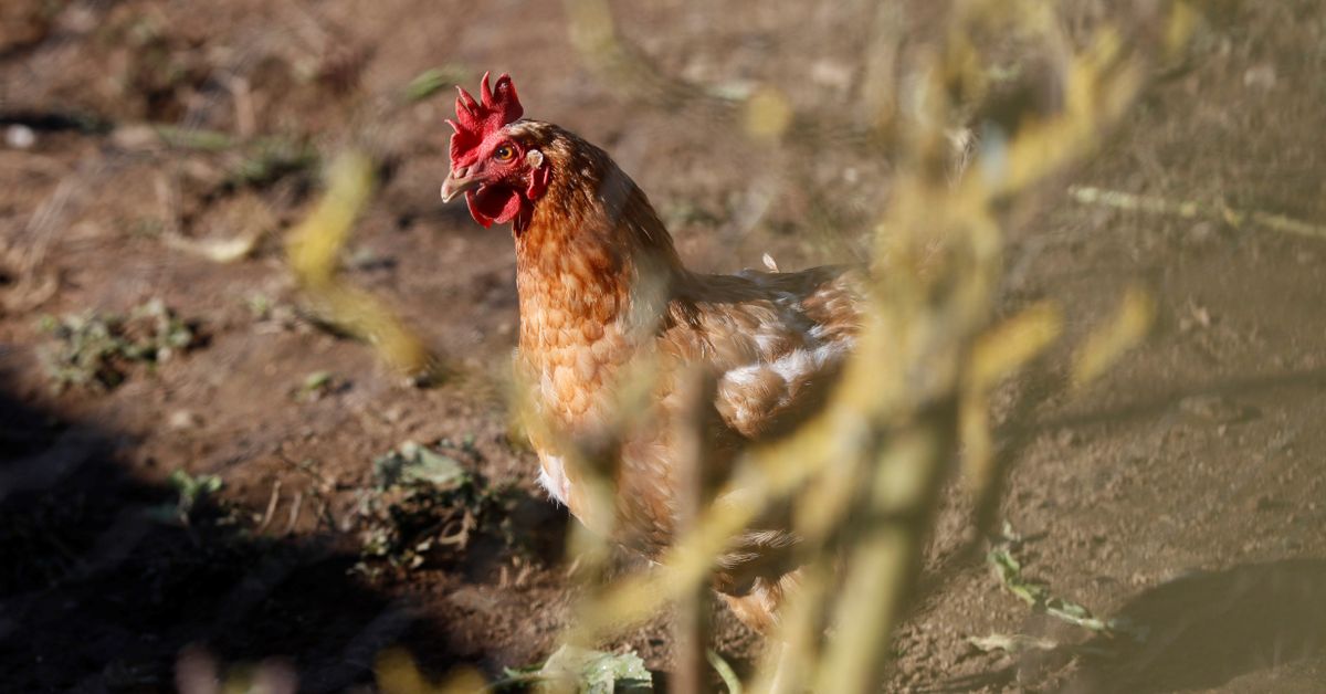 FOTOGRAFÍA. ESPAÑA, 11.02.2022. detalle d euna gallina en un coral del Reino de España. Efe