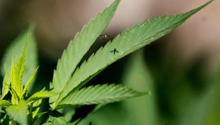 España| Asociación de Afectados por Inversiones en Cultivos CBD se querella contra Juicy Fields por «estafa y delitos contra la Hacienda Pública»