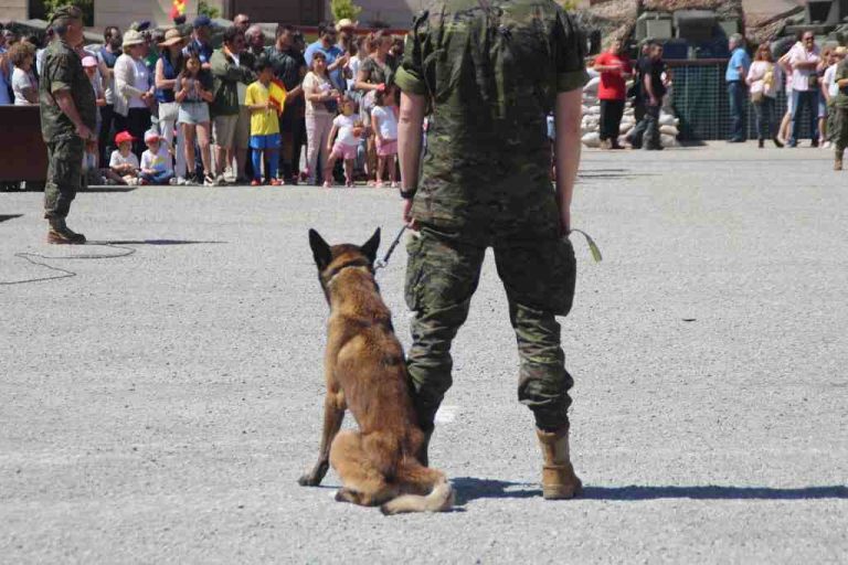 Ultimátum de los «militares» a Sánchez hasta el 23-O, irán a Cataluña aplicar el Artículo 8