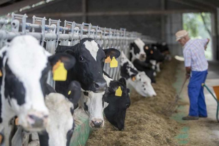 La carne de vacas lecheras es más rentable que su leche