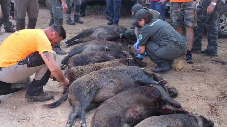 150 grupos de caza reanudan las redadas del jabalí en Gerona tras el acuerdo con el régimen amarillo