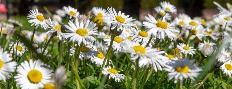 FOTOGRAFÍA. ZARAGOZA (ESPAÑA), 19.03.2023.- Nubosidad y chubascos en España. Margaritas silvestres al sol, este domingo en Zaragoza. Este lunes 20 de marzo, a las 22:24, hora peninsular, comienza la primavera, que terminara el 21 de junio. Efe
