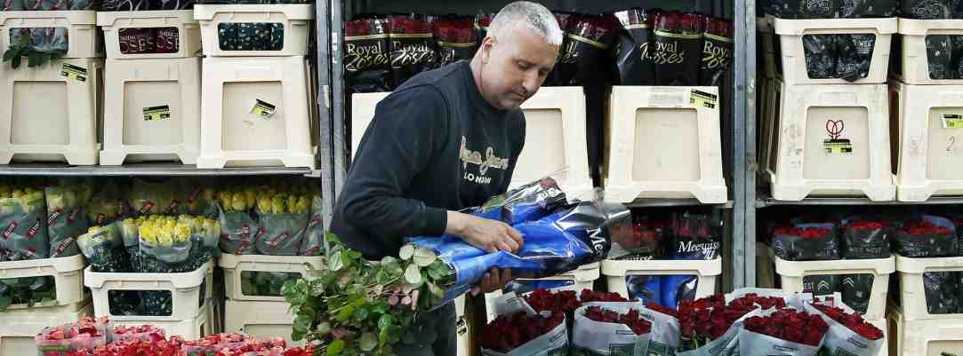 FOTOGRAFÍA. BARCELONA (ESPAÑA), 18.04.2023. Un trabajador ordena unas rosas este martes en el recinto de Mercabarna-Flor, Sant Jordi. Efe