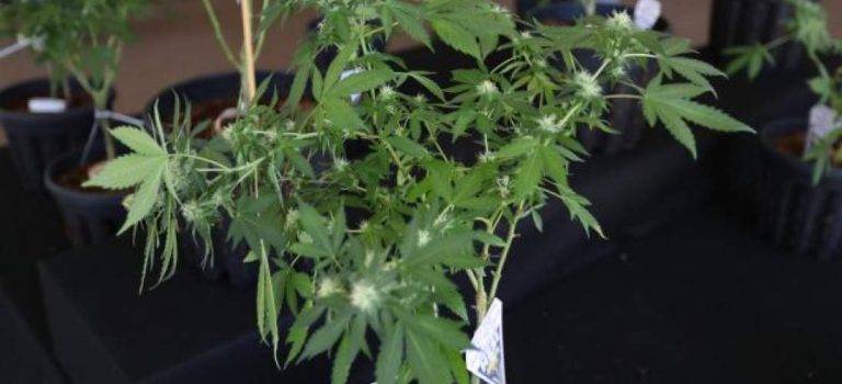 Canadá| El Tribunal Supremo prohíbe el cultivo doméstico de cánnabis (marihuana) en la provincia de Quebec