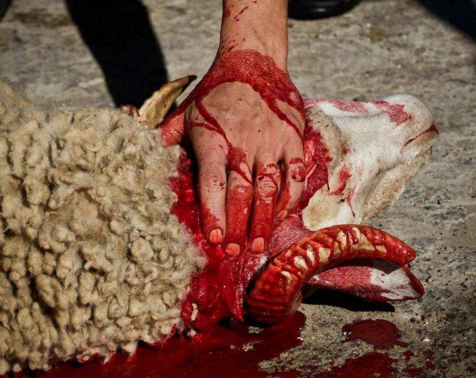 FOTOGRAFÍA. MUNDO, DICIEMBRE DE 2016. Los musulmanes degollando brutalmente a un cordero durante su fiesta religiosa del cordero. Ñ Pueblo