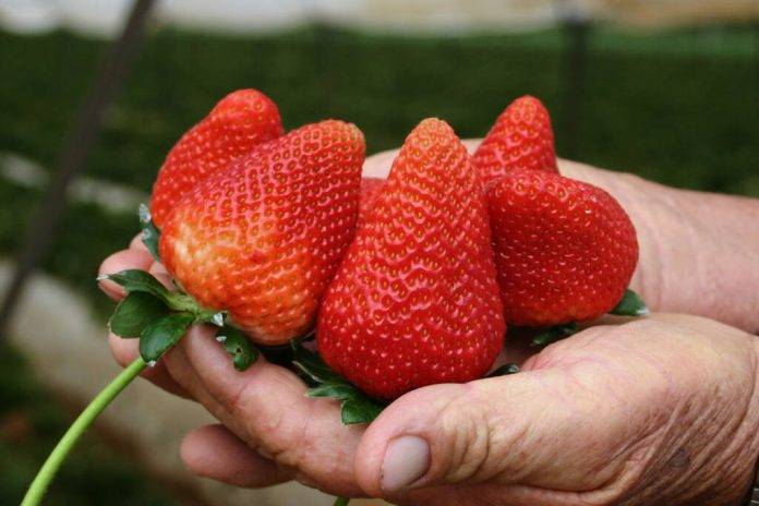 Investigación de brote de hepatitis A en frutas como fresa