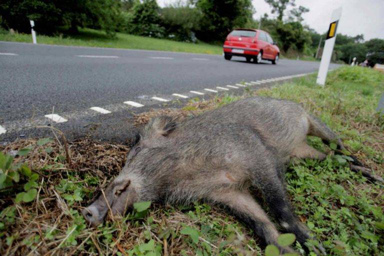 La DGT registra 35.156 accidentes con animales en carreteras 