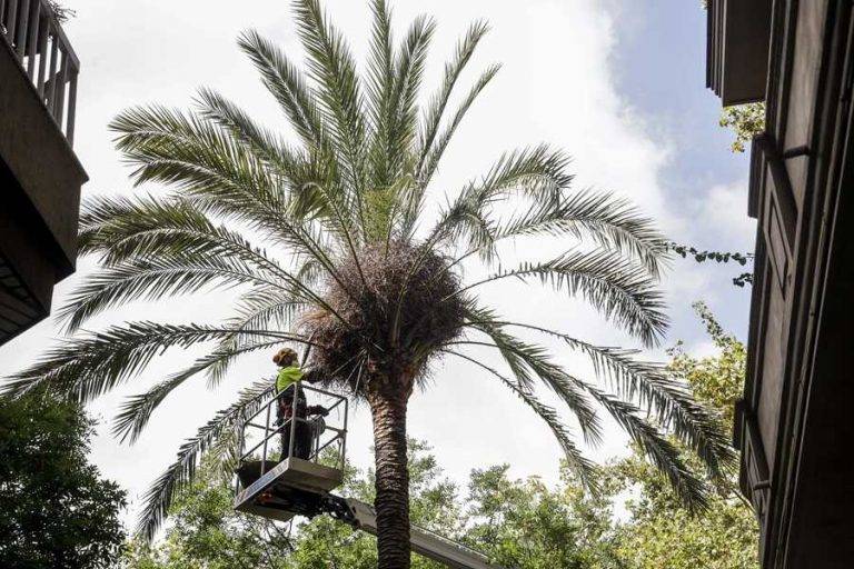 Ayuntamiento Barcelona: La palmera mató al joven en el Raval por la «sequía»