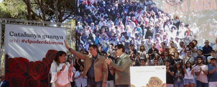Pedro Sánchez, PSC,fiesta de la rosa socialista, fiesta de la rosa 2023