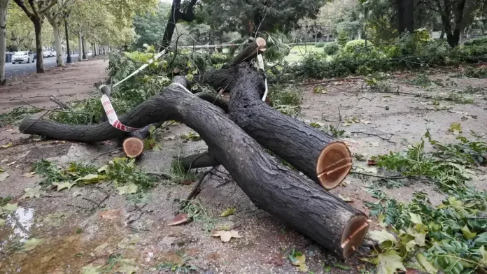 arboles caídos en Comunidad Vale (1)