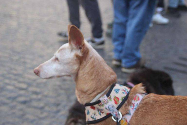 FOTOGRAFÍA. BARCELONA (ESPAÑA), 12 DE NOVIEMBRE DE 2023. Un grupo de animalista protesta en plaza San Jaime de Barcelona, frente a la sede del Ayuntamiento de la ciudad contra la cultura española, los toros que tachan de "fiestas crueles". Lasvocesdelpueblo (Ñ Pueblo)