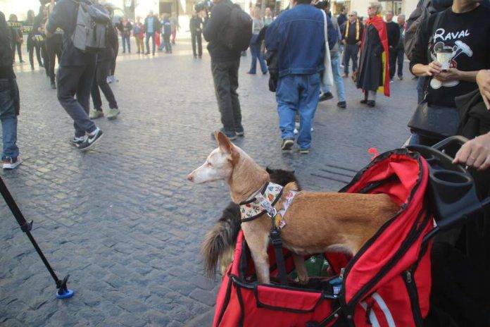 Barcelona (España), 12 de noviembre de 2023. Protesta de animalistas, mascota, perro, (3) FOTOGRAFÍA. BARCELONA (ESPAÑA), 12 DE NOVIEMBRE DE 2023. Entrada en vigor prohibición de exposición y venta de perros, gatos y hurones. Un grupo de animalista protesta en plaza San Jaime de Barcelona, frente a la sede del Ayuntamiento de la ciudad contra la cultura española, los toros que tachan de "fiestas crueles". Lasvocesdelpueblo (Ñ Pueblo)
