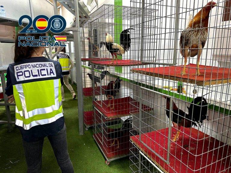 Los gallos gravemente heridos son sacrificados tras las peleas