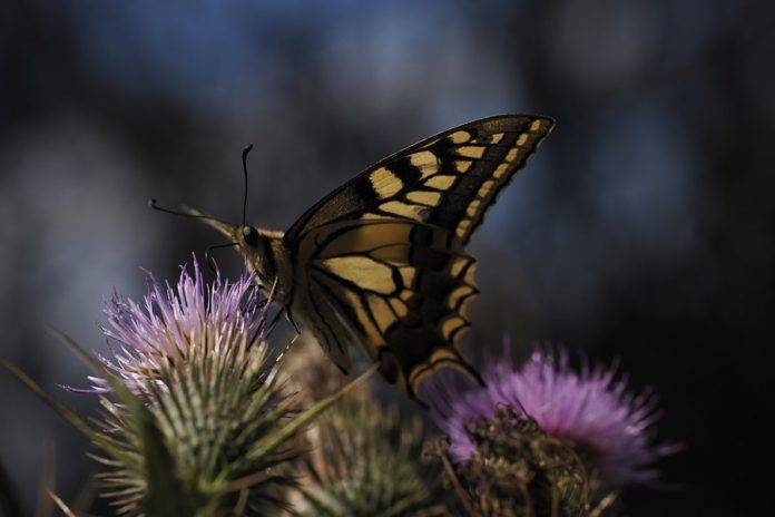 Incendios en Lugo FOTOGRAFÍA. PALAS DE REI (LUGO) REINO DE ESPAÑA/MELIDE (LA CORUÑA) REINO DE ESPAÑA), 20 DE AGOSTO DE 2023. Una mariposa española se alimenta en una zona arrasada por los incendios de la Sierra de Careón, entre Palas de Rei (Lugo) y Melide (La Coruña), ambos municipios y sus respectivas Provincias forman parte de la Comunidad autónoma de Galicia (España). Efe