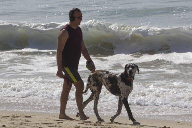 Seguro de responsabilidad civil obligatorio para perros