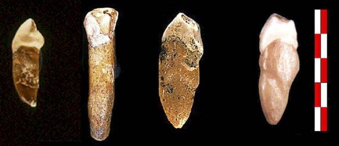 FOTOGRAFÍA. MADRID (REINO DE ESPAÑA), 2/9/09.- Impacto de cambios en la dieta sobre la salud. Fósiles de dientes humanos hallados en la Cueva Negra, en la provincia de Murcia. Estos hallazgos y hachas de mano pertenecientes a este yacimiento y al de la Solana del Zamborino (Granada) proceden de hace unos 900.000 años según una nueva datación, lo que podría convertirlas en las más antiguas de Europa y que también supondría que el Estrecho de Gibraltar fue lugar de paso para los homínidos desde Africa, según un estudio realizado por Gary R. Scott y el español Luis Gibert en el Berkeley Geochronology Center (California) y que mañana publica la revista científica británica 
