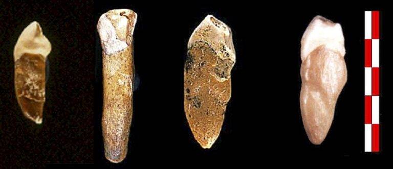 FOTOGRAFÍA. MADRID (REINO DE ESPAÑA), 2/9/09.- Impacto de cambios en la dieta sobre la salud. Fósiles de dientes humanos hallados en la Cueva Negra, en la provincia de Murcia. Estos hallazgos y hachas de mano pertenecientes a este yacimiento y al de la Solana del Zamborino (Granada) proceden de hace unos 900.000 años según una nueva datación, lo que podría convertirlas en las más antiguas de Europa y que también supondría que el Estrecho de Gibraltar fue lugar de paso para los homínidos desde Africa, según un estudio realizado por Gary R. Scott y el español Luis Gibert en el Berkeley Geochronology Center (California) y que mañana publica la revista científica británica "Nature". Efe