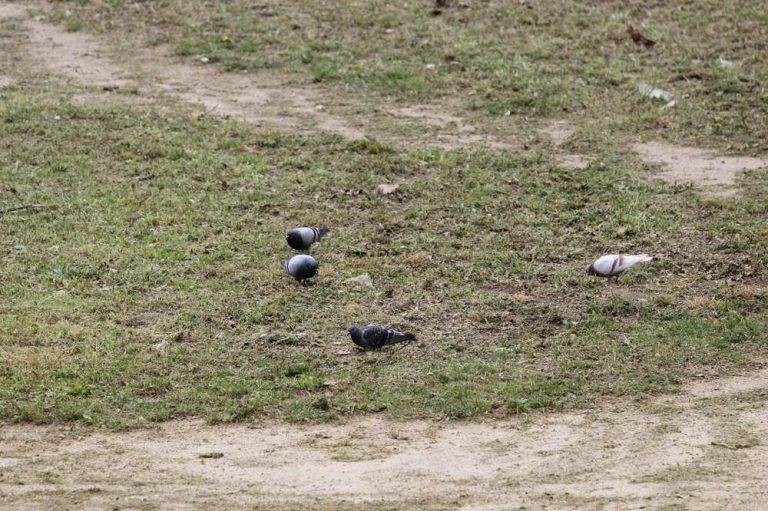 FOTOGRAFÍA. SABADELL (CAPITAL COMARCA DEL VALLÉS OCCIDENTAL) BARCELONA (REINO DE ESPAÑA), 25 DE ABRIL DE 2024. Viento y tormentas fuertes en España . Lluvias intensas con tormenta y granizo en España. Detalle de varias palomas durante una tarde de primavera, con cielos cubiertos y nubosos, en el parque de la barriada obrera de Can Rull, junto a la carretera de Tarrasa, en la capital de la comarca del Vallés Occidental, Sabadell, en la provincia de Barcelona (Cataluña) Reino de España. Lasvocesdelpueblo (Ñ Pueblo)