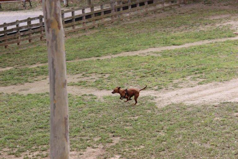 FOTOGRAFÍA. SABADELL (CAPITAL COMARCA DEL VALLÉS OCCIDENTAL) BARCELONA (REINO DE ESPAÑA), 25 DE ABRIL DE 2024. Sol en toda España salvo en Cataluña. Perro Beagle ataca a una niña que acaba en Hospital de Valencia. Detalle de un perro, disfrutando de una tarde de primavera, con cielos cubiertos y nubosos, en el parque de la barriada obrera de Can Rull, junto a la carretera de Tarrasa, en la capital de la comarca del Vallés Occidental, Sabadell, en la provincia de Barcelona (Cataluña) Reino de España. Lasvocesdelpueblo (Ñ Pueblo)