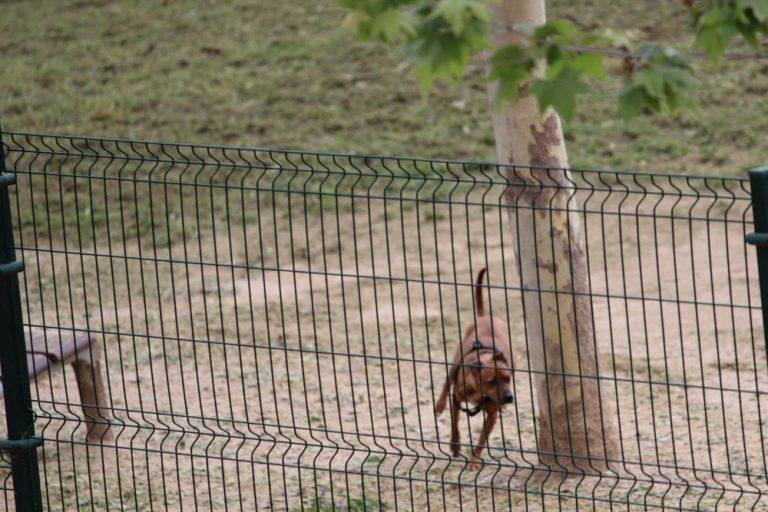 FOTOGRAFÍA. SABADELL (CAPITAL COMARCA DEL VALLÉS OCCIDENTAL) BARCELONA (REINO DE ESPAÑA), 25 DE ABRIL DE 2024. Condenan a la dueña perro que atacó e hirió a una niña. Detalle de un perro, disfrutando de una tarde de primavera, con cielos cubiertos y nubosos, en el parque de la barriada obrera de Can Rull, junto a la carretera de Tarrasa, en la capital de la comarca del Vallés Occidental, Sabadell, en la provincia de Barcelona (Cataluña) Reino de España. Lasvocesdelpueblo (Ñ Pueblo)