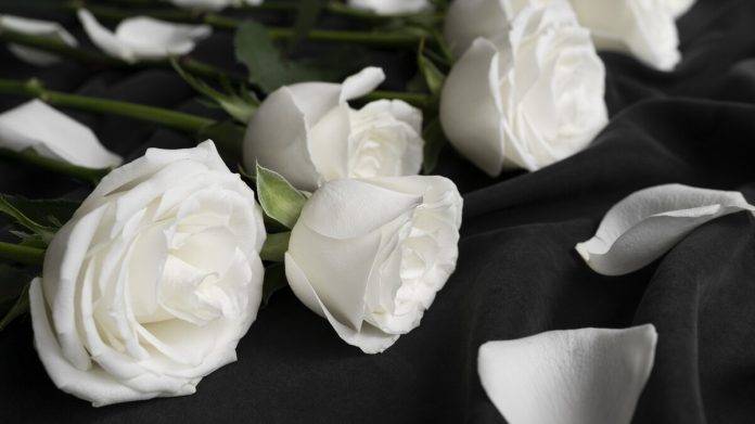 FOTOGRAFÍA. MUNDO, 04 DE ABRIL DE 2024. A/A José María Zavala: lloré a José Antonio Primo de Rivera. Detalle de unas delicadas flores rosas blancas. Imagen creada por Freepik/Lasvocesdelpueblo