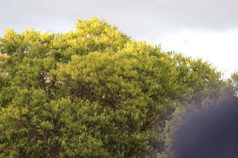 FOTOGRAFÍA. SANT CUGAT DEL VALLÉS (BARCELONA) REINO DE ESPAÑA, 08 DE MAYO DE 2024. Temperaturas en ascenso en el Reino de España.- Elecciones catalanas del 12 Mayo. Detalle del tiempo que hace durante el Gran acto electoral de VOX esta tarde y noche en Plaza Lluís Millet de Sant Cugat del Vallés, comarca del Vallés Occidental, en la provincia de Barcelona. Lasvocesdelpueblo (Ñ Pueblo)