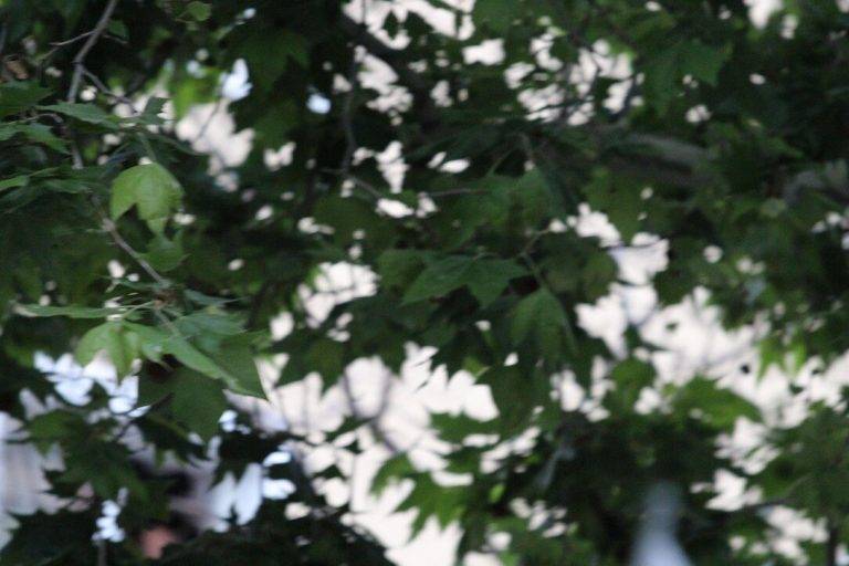 FOTOGRAFÍA. DISTRITO DE NOU BARRIS DE LA CIUDAD DE BARCELONA (CATALUÑA) REINO DE ESPAÑA, 07 DE MAYO DE 2024. Subida generalizada de temperaturas en España. Cielos nubosos durante un mitin de VOX para las elecciones catalanas del 12 de mayo de los Jardines de Alfabia del distrito Nou Barris de la ciudad de Barcelona, en defensa propia. Lasvocesdelpueblo (Ñ Pueblo)