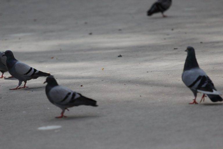 FOTOGRAFÍA. DISTRITO DE NOU BARRIS DE LA CIUDAD DE BARCELONA (CATALUÑA) REINO DE ESPAÑA, 07 DE MAYO DE 2024. Tiempo estable con lluvias en España. Cielos nubosos durante un mitin de VOX para las elecciones catalanas del 12 de mayo de los Jardines de Alfabia del distrito Nou Barris de la ciudad de Barcelona, en defensa propia. Lasvocesdelpueblo (Ñ Pueblo)
