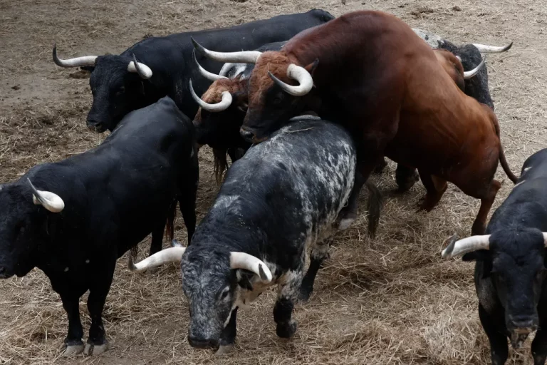 FOTOGRAFÍA. PAMPLONA (NAVARRA) REINO DE ESPAÑA, 30 DE JUNIO DE 2024. Sanfermines 2024 con Toros de 630 kg: Estafador o Escandaloso.- Sanfermines 2024. Los toros aguardan ya los encierros y las corridas de Sanfermines. Efe