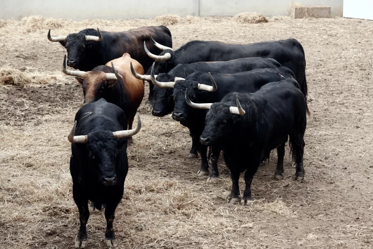 FOTOGRAFÍA. PAMPLONA (NAVARRA) REINO DE ESPAÑA, 30 DE JUNIO DE 2024. Cielos nubosos y chubascos con tormenta en España. Sanfermines 2024. Toros en los Corrales del Gas de Pamplona. Efe