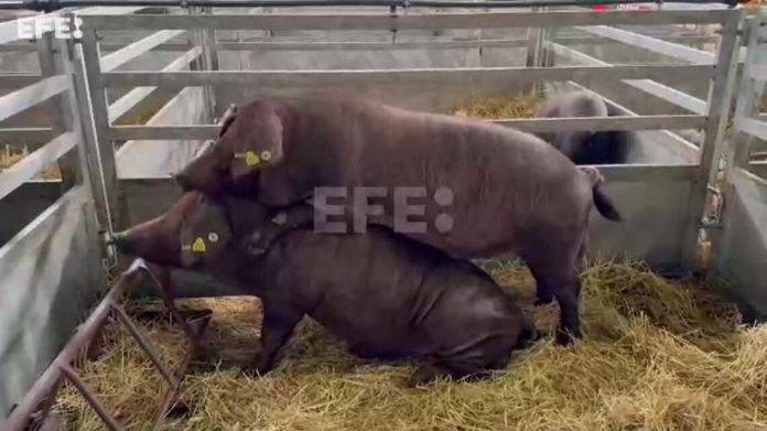 FOTOGRAFÍA. ZAFRA (BADAJOZ) REINO DE ESPAÑA, 28 DE SEPTIEMBRE DE 2024. En la imagen, dos cerdos ibéricos, protagonistas principales este 2024 de la Feria Internacional Ganadera de Zafra (FIG) 2024. El secretario técnico de la Asociación Española de Criadores Cerdo Ibérico (AECERIBER), Pablo Aguirre Díaz, ha manifestado, en declaraciones a Efe, que la alegría habitual de la feria este año es "contenida" por la situación de los ganaderos de rumiantes, aunque todos los focos miren al cerdo y el número de visitas al ganado porcino sea superior a ediciones anteriores. Captura vídeo Efe/Lasvocesdelpueblo (Ñ Pueblo) Efe